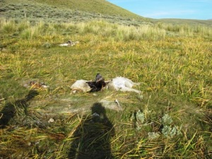sheep2